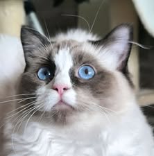 /images/Galeria/Ragdoll Rajongók Rezidenciája/44 Bernadett Geiger.jpg